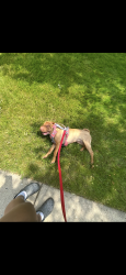 Lost Female Dog last seen 60th street, Kenosha, WI 53142