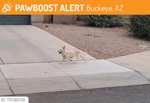 Found/Stray Male Dog last seen W Wayland and Southern Ave, Buckeye, AZ 85326