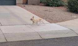Found/Stray Male Dog last seen W Wayland and Southern Ave, Buckeye, AZ 85326