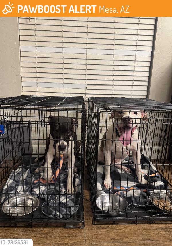 Found/Stray Male Dog last seen Country Club and Hampton near Sunsplash, Mesa, AZ 85210