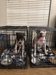 Found/Stray Male Dog last seen Country Club and Hampton near Sunsplash, Mesa, AZ 85210