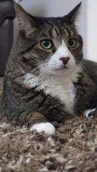 Lost Male Cat last seen Kiniski, Edmonton, AB 