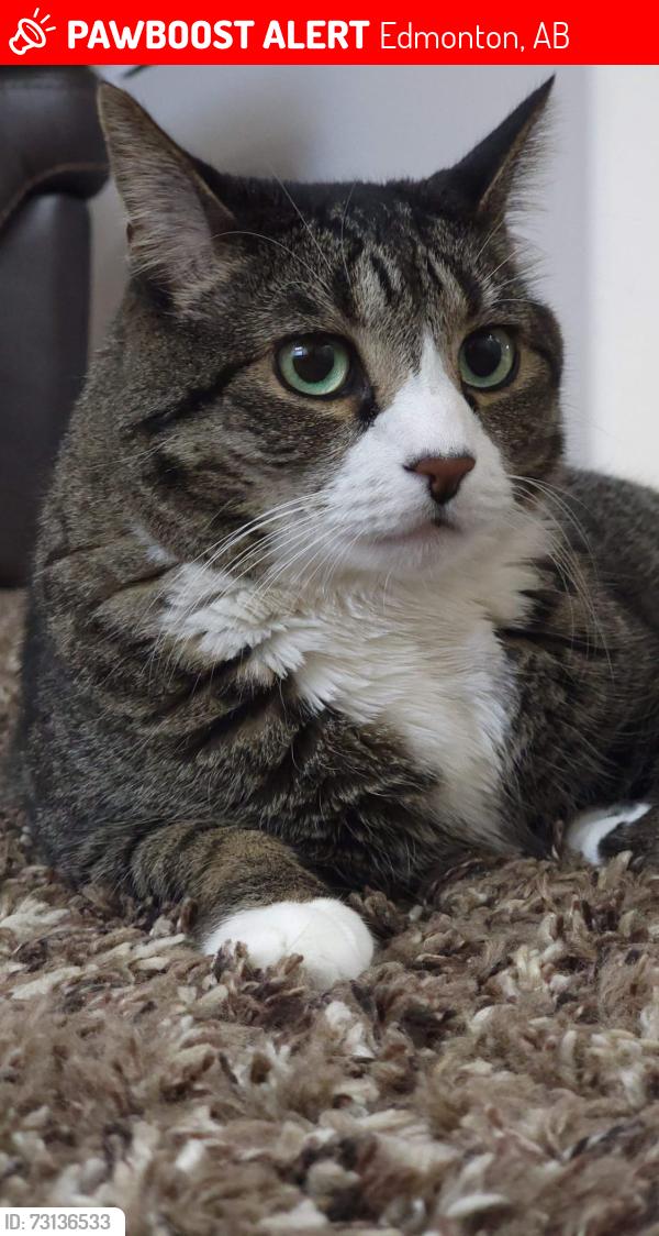 Lost Male Cat last seen Kiniski, Edmonton, AB 