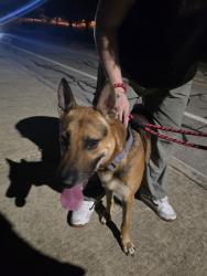 Reunited Male Dog last seen Old Cimarron Trail, Converse, TX, USA, Converse, TX 78148