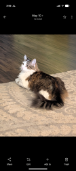 Reunited Male Cat last seen Fida place, evans, lake Perris,, Perris, CA 92571