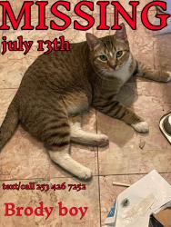 Reunited Male Cat last seen Near 51st Ave NE, Marysville, WA 98271, Marysville, WA 98271
