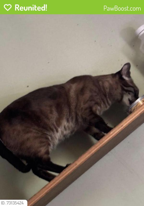 Reunited Female Cat last seen Basswood dr & laurel ln, Naperville, IL 60540