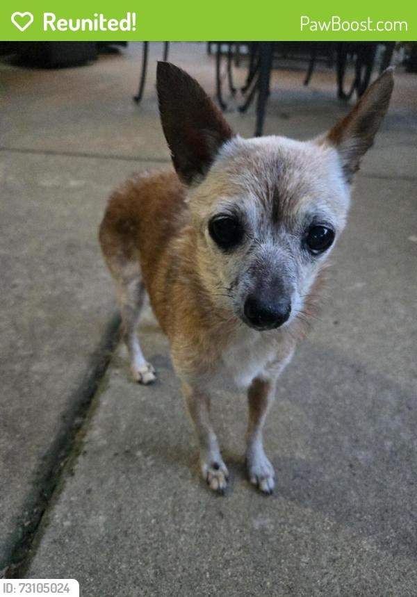 Reunited Unknown Dog last seen Mack Rd. And Center Parkway, Sacramento, CA 95823