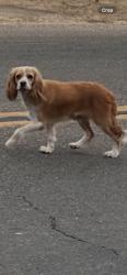 Found/Stray Unknown Dog last seen mckinley/hayes, Fresno, CA 93723