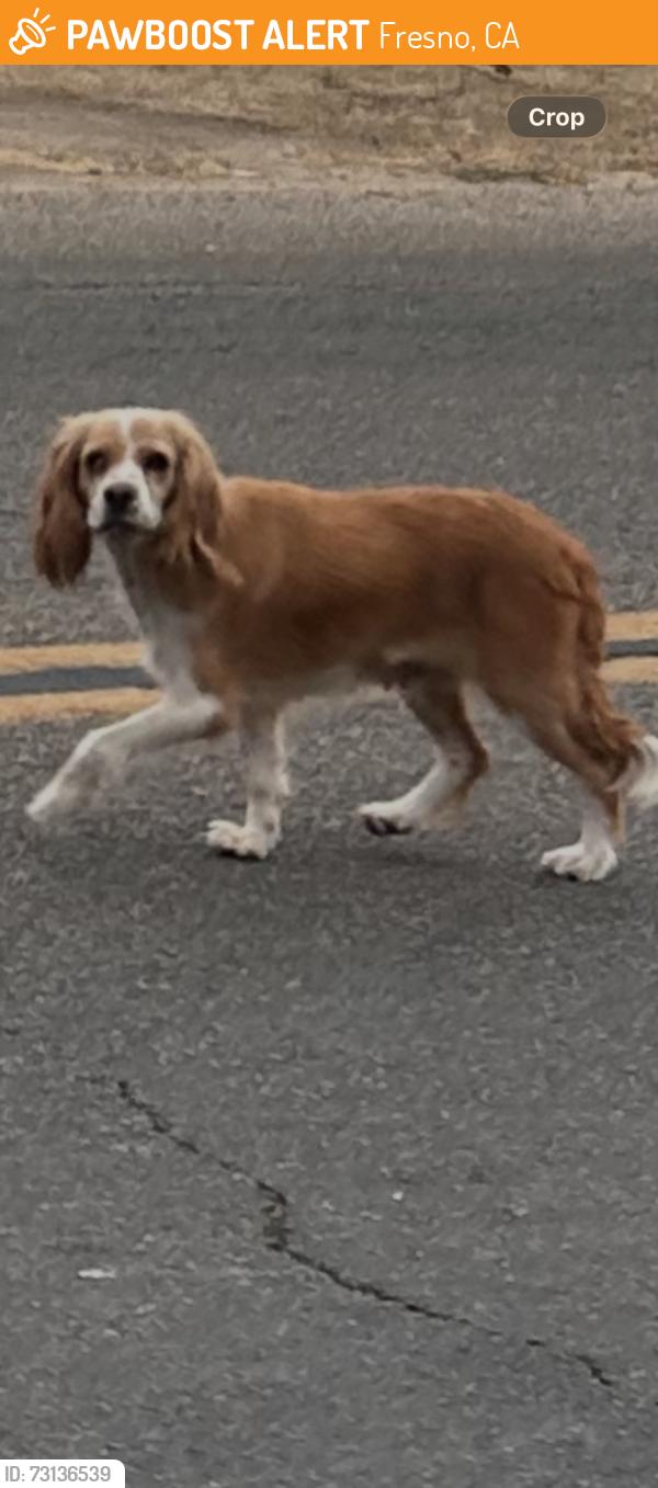 Found/Stray Unknown Dog last seen mckinley/hayes, Fresno, CA 93723