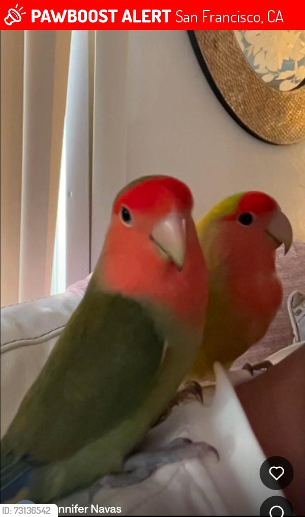 Lost Male Bird last seen Sickeles, San Francisco, CA 94112