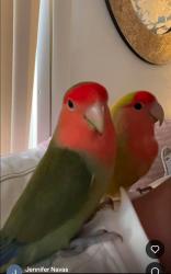 Lost Male Bird last seen Sickeles, San Francisco, CA 94112