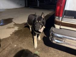 Found/Stray Unknown Dog last seen Highland and del Rosa, San Bernardino, CA 92404