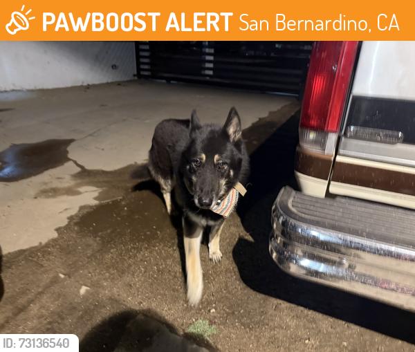 Found/Stray Unknown Dog last seen Highland and del Rosa, San Bernardino, CA 92404