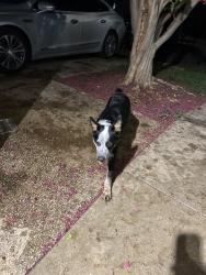 Found/Stray Male Dog last seen mader, San Antonio, TX 78207