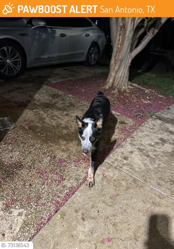 Found/Stray Male Dog last seen mader, San Antonio, TX 78207