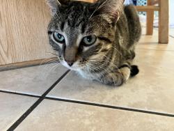 Lost Female Cat last seen 40th st and e la salle, Phoenix, AZ 85040
