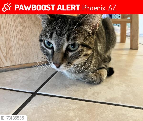 Lost Female Cat last seen 40th st and e la salle, Phoenix, AZ 85040