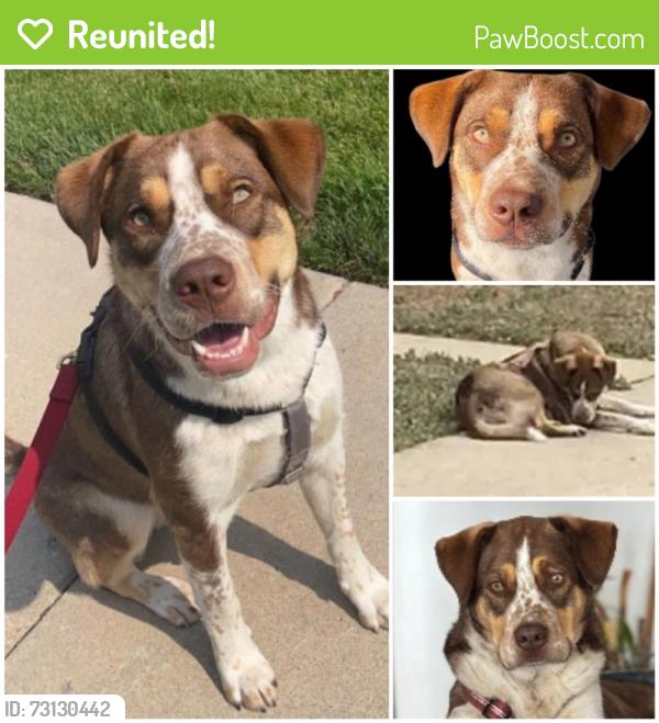 Reunited Male Dog last seen W 51st Ave & Eliot St, Denver, CO 80221, USA, Denver, CO 80221