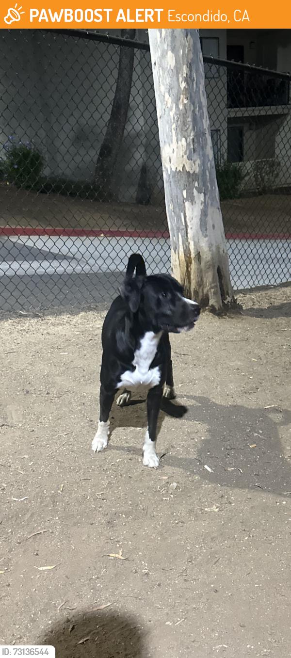 Found/Stray Male Dog last seen E grand Ave and rose st, Escondido, CA 92027