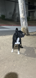 Found/Stray Male Dog last seen E grand Ave and rose st, Escondido, CA 92027