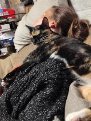 Lost Female Cat last seen Near morgan ln, Cabot, AR 72023