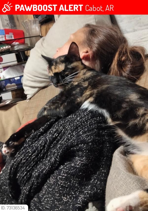 Lost Female Cat last seen Near morgan ln, Cabot, AR 72023