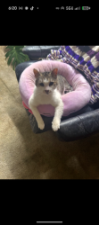 Lost Female Cat last seen Dike rd and Britt rd, Mount Vernon, WA 98273