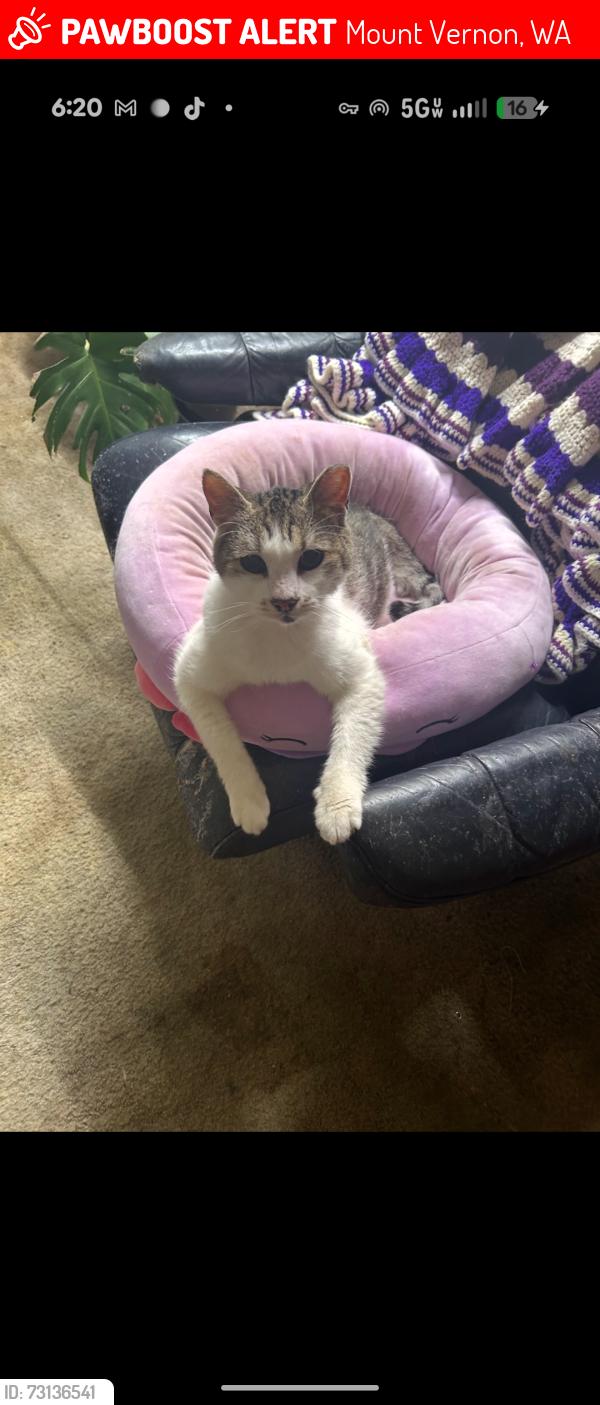 Lost Female Cat last seen Dike rd and Britt rd, Mount Vernon, WA 98273