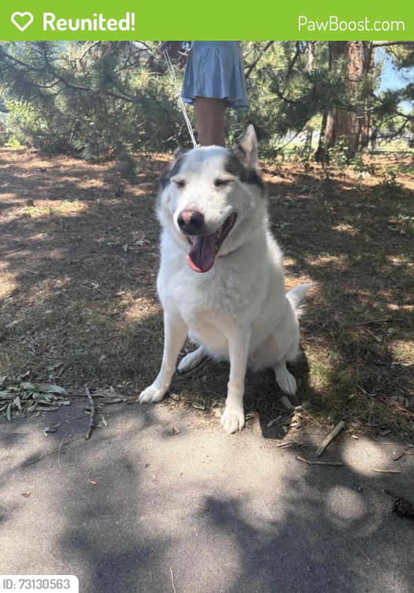 Reunited Female Dog last seen Morse Park 20th and Wadsworth, Lakewood, CO 80215