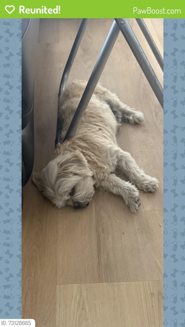 Reunited Male Dog last seen McKee/Alum Rock, San Jose, CA 95116