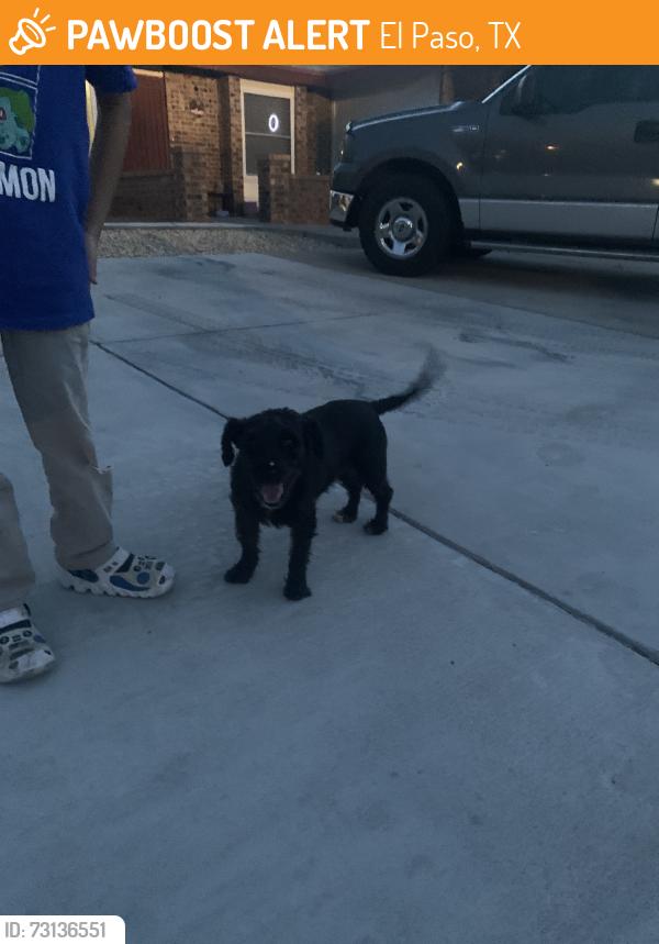 Found/Stray Male Dog last seen Near Greg Powers Dr, El Paso, TX 79936