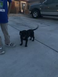 Found/Stray Male Dog last seen Near Greg Powers Dr, El Paso, TX 79936