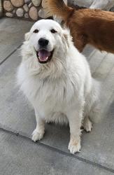 Reunited Female Dog last seen California avenue near devonshire, Hemet, CA 92545