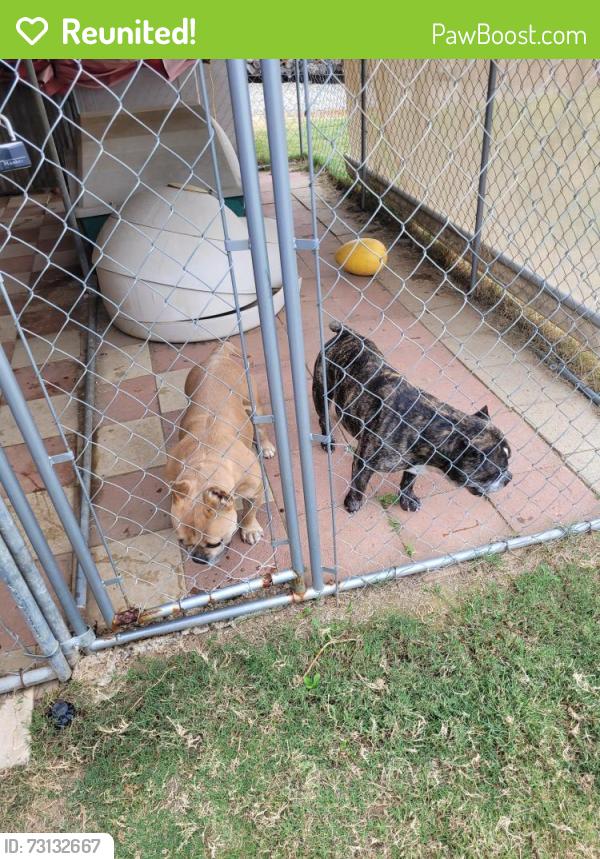Reunited Unknown Dog last seen Van Buren & Cow Town, Riverside, CA 92504