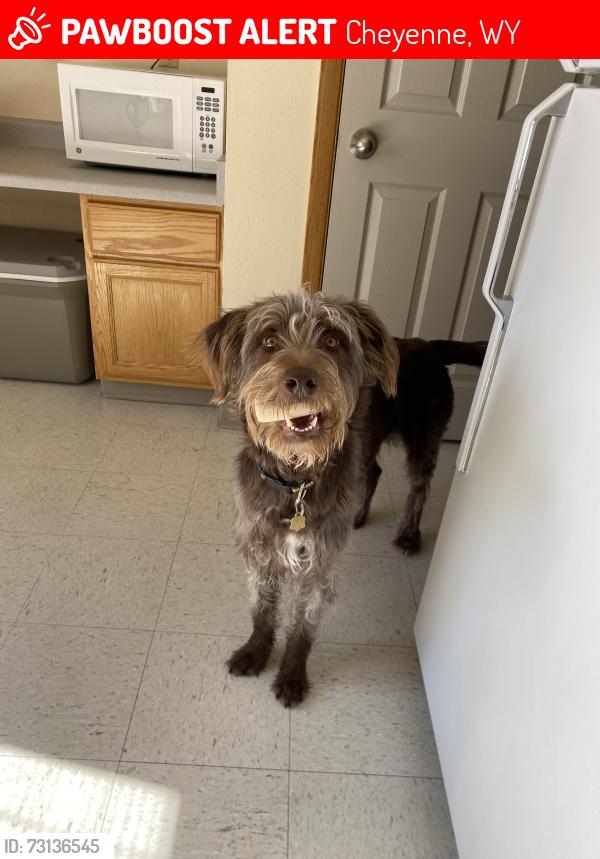 Lost Female Dog last seen Near elevate Animal Care, Cheyenne, WY 82001