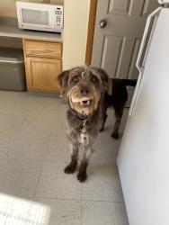 Lost Female Dog last seen Near elevate Animal Care, Cheyenne, WY 82001