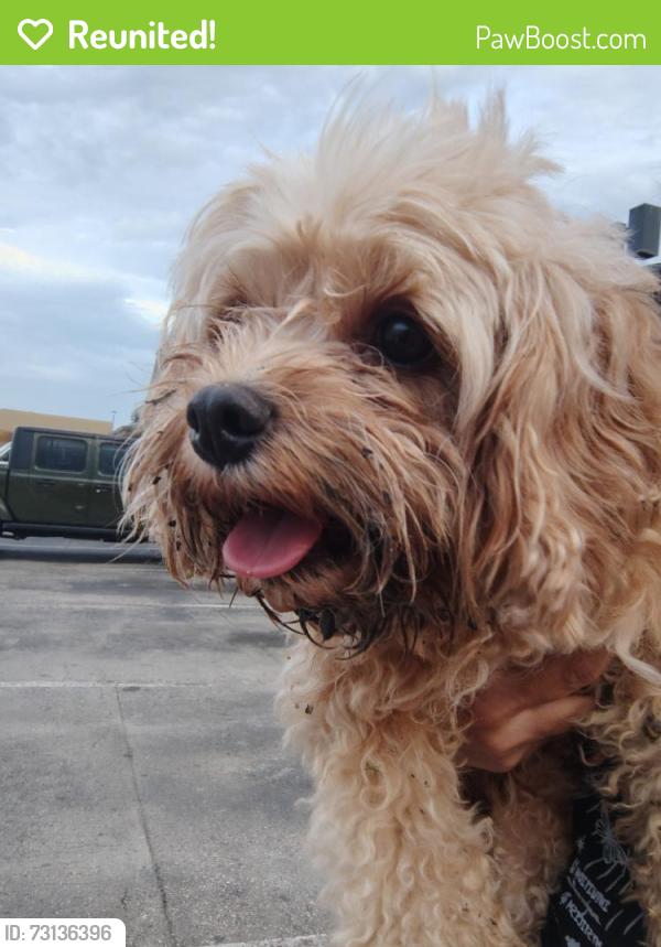 Reunited Male Dog last seen Near Walzem Rd ste a, San Antonio, TX 78218, USA, Windcrest, TX 78218