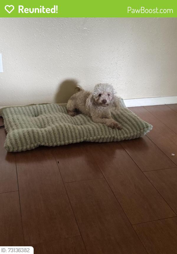 Reunited Male Dog last seen Hughes ranch, mchard, 288, Pearland, TX 77584