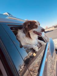 Reunited Male Dog last seen Montwood and Saul Kleinfeld, El Paso, TX 79936
