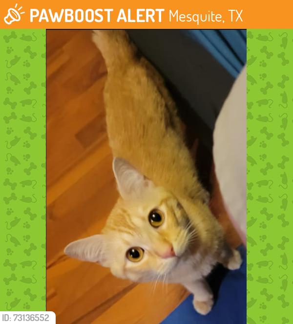 Found/Stray Male Cat last seen Kroger 3600 Gus Thomasson Rd, Mesquite, TX 75150