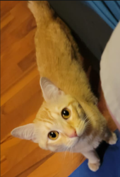 Found/Stray Male Cat last seen Kroger 3600 Gus Thomasson Rd, Mesquite, TX 75150