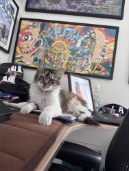 Found/Stray Unknown Cat last seen Saticoy Elementary, Los Angeles, CA 91605