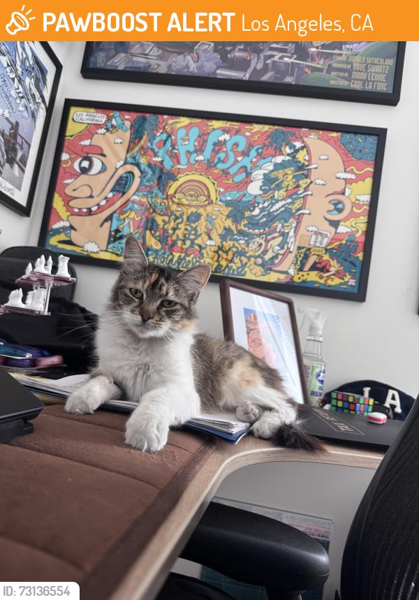 Found/Stray Unknown Cat last seen Saticoy Elementary, Los Angeles, CA 91605