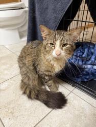 Found/Stray Unknown Cat last seen People’s Food Co-op, Rochester, MN 55901