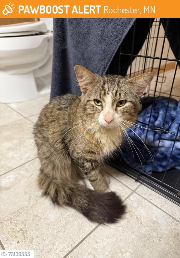 Found/Stray Unknown Cat last seen People’s Food Co-op, Rochester, MN 55901