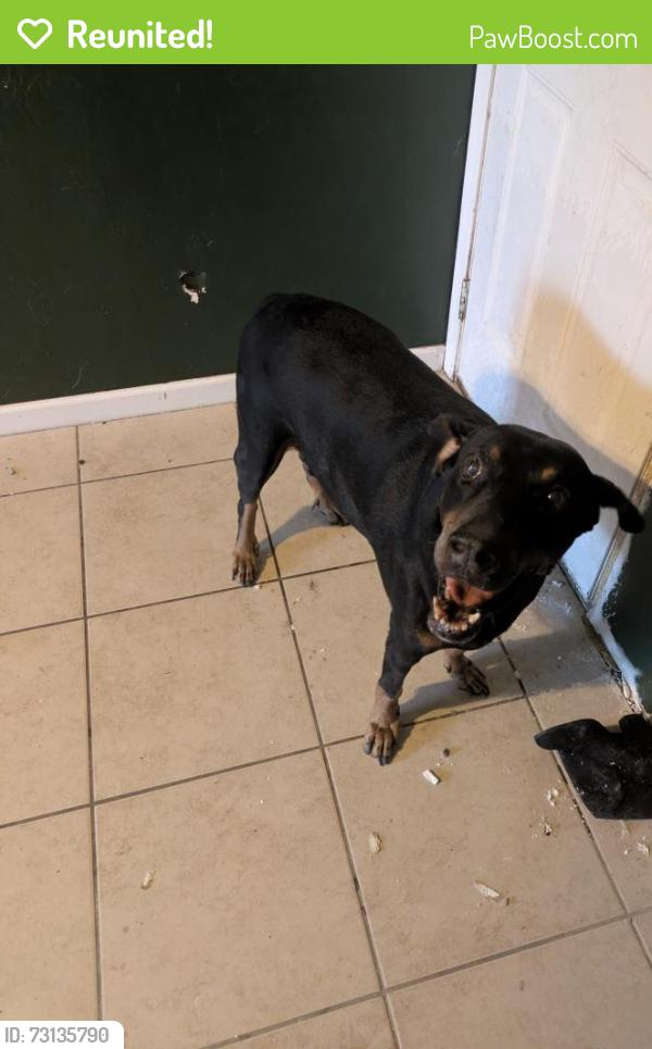 Reunited Male Dog last seen E 27th Street, Tucson, AZ 85710