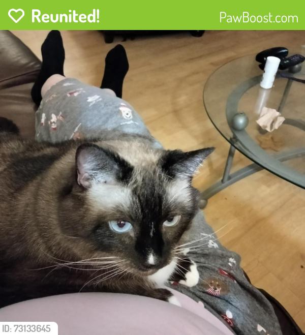 Reunited Female Cat last seen Johnson Middle School, Westminster, CA 92683
