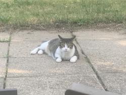 Lost Male Cat last seen Pittsfield Ave, Pontiac, 48340, Pontiac, MI 48340
