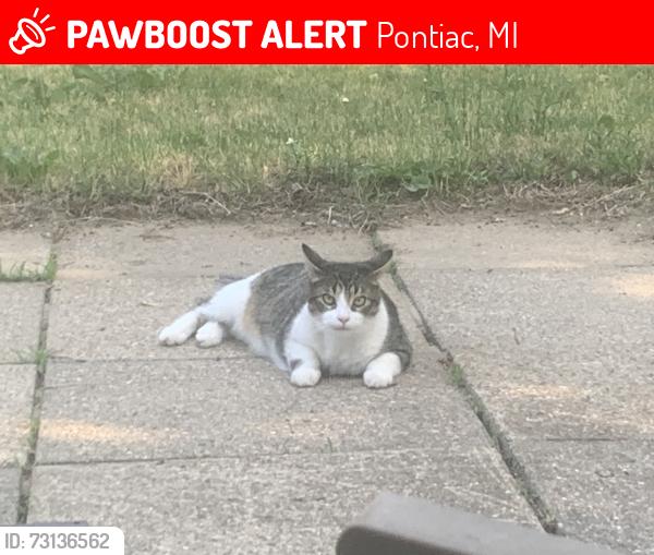 Lost Male Cat last seen Pittsfield Ave, Pontiac, 48340, Pontiac, MI 48340